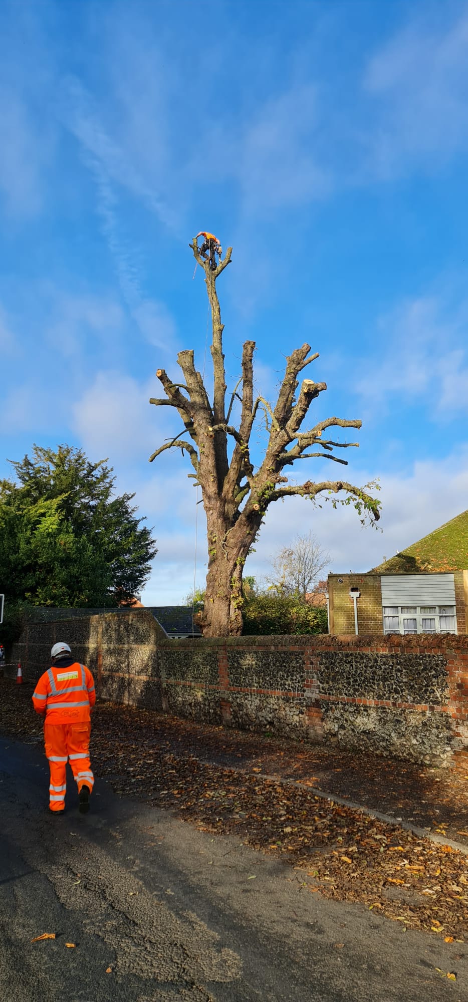 Large tree removal project with professional team and safety protocols in residential area